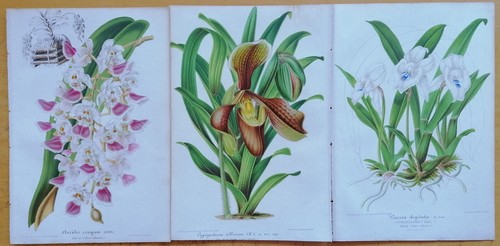 Orchid prints aerides - 3,