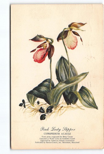 Pink lady slipper - pink,